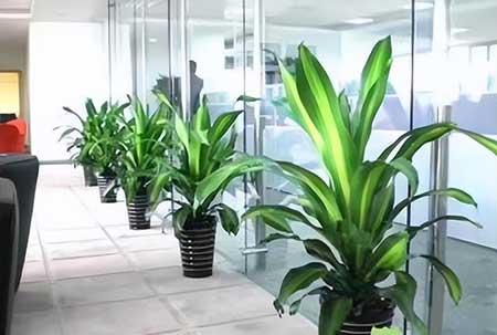 北京辦公室租擺花卉綠植